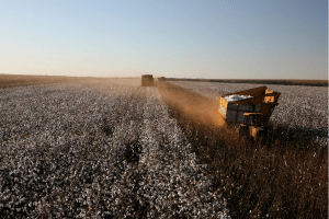 Fashion and Biodiversity: Are Corporate Strategies Fit for Purpose? 