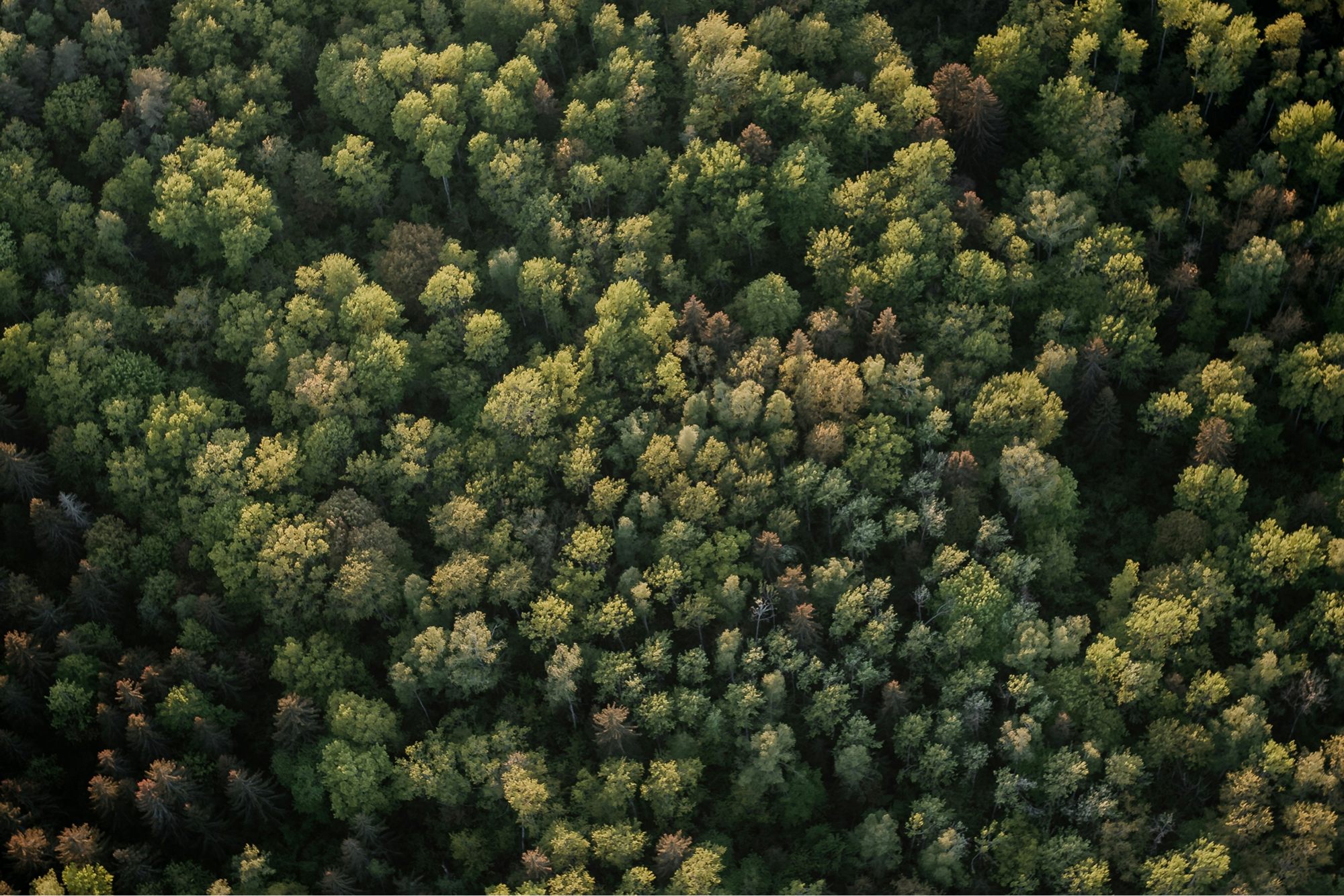A forest is not just its canopy: Why tree cover alone can’t tell you whether a forest is healthy, and what that means for the climate-water-nature nexus