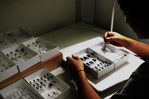 La Orinoquía colombiana cuenta ahora con más de 23 mil nuevos registros biológicos