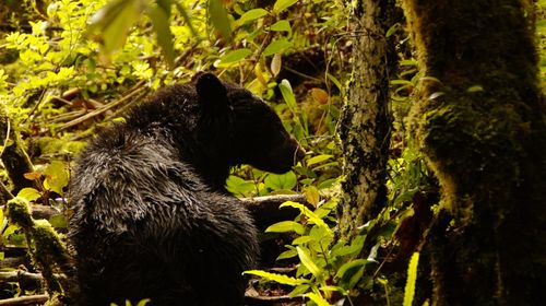 Oso andino: descubriendo al guardián de las montañas de la mano de un experto
