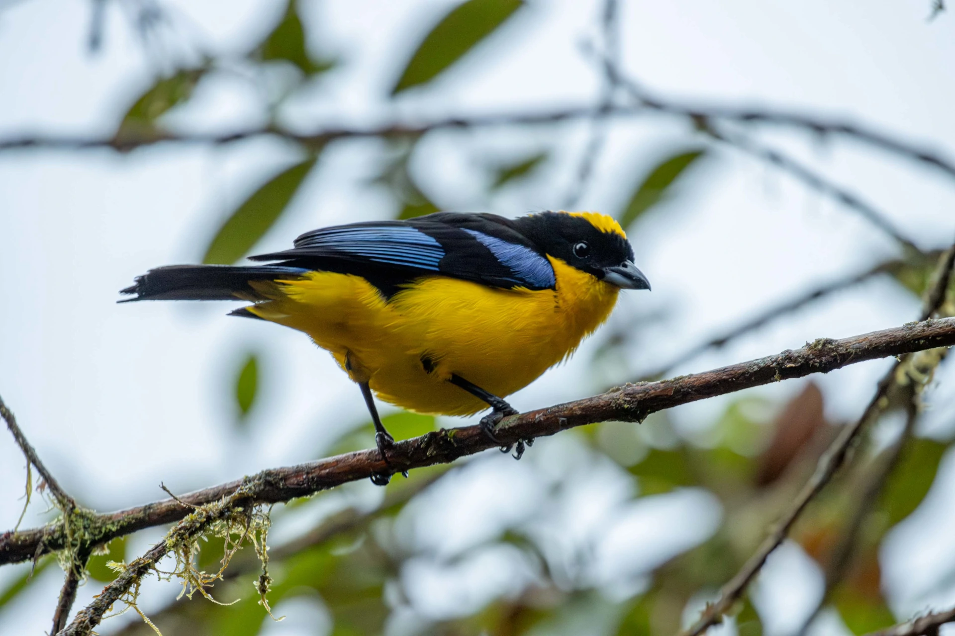 Áreas importantes para la conservación de las aves y la biodiversidad - AICAS
