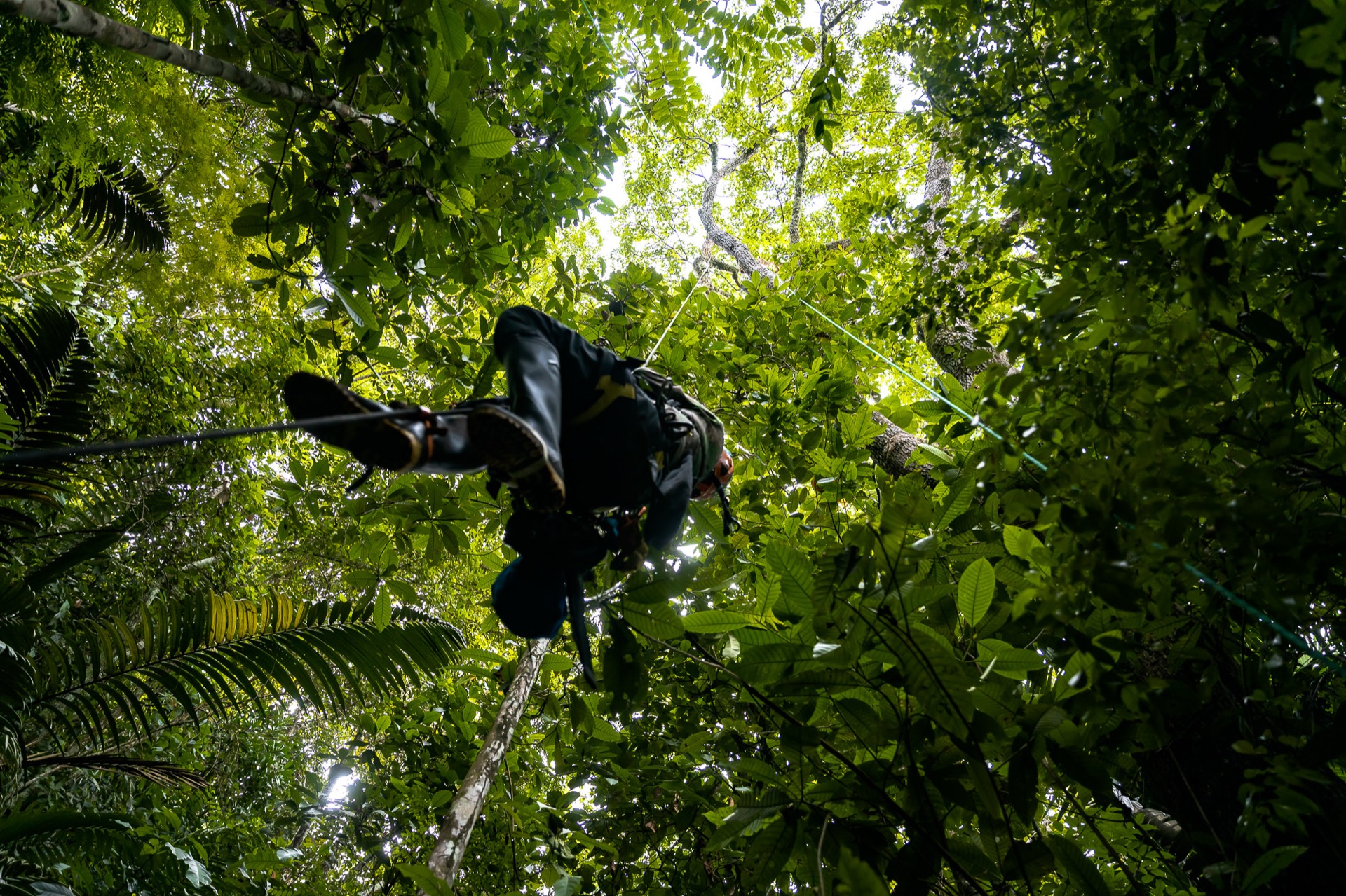 Del juego a la ciencia del dosel