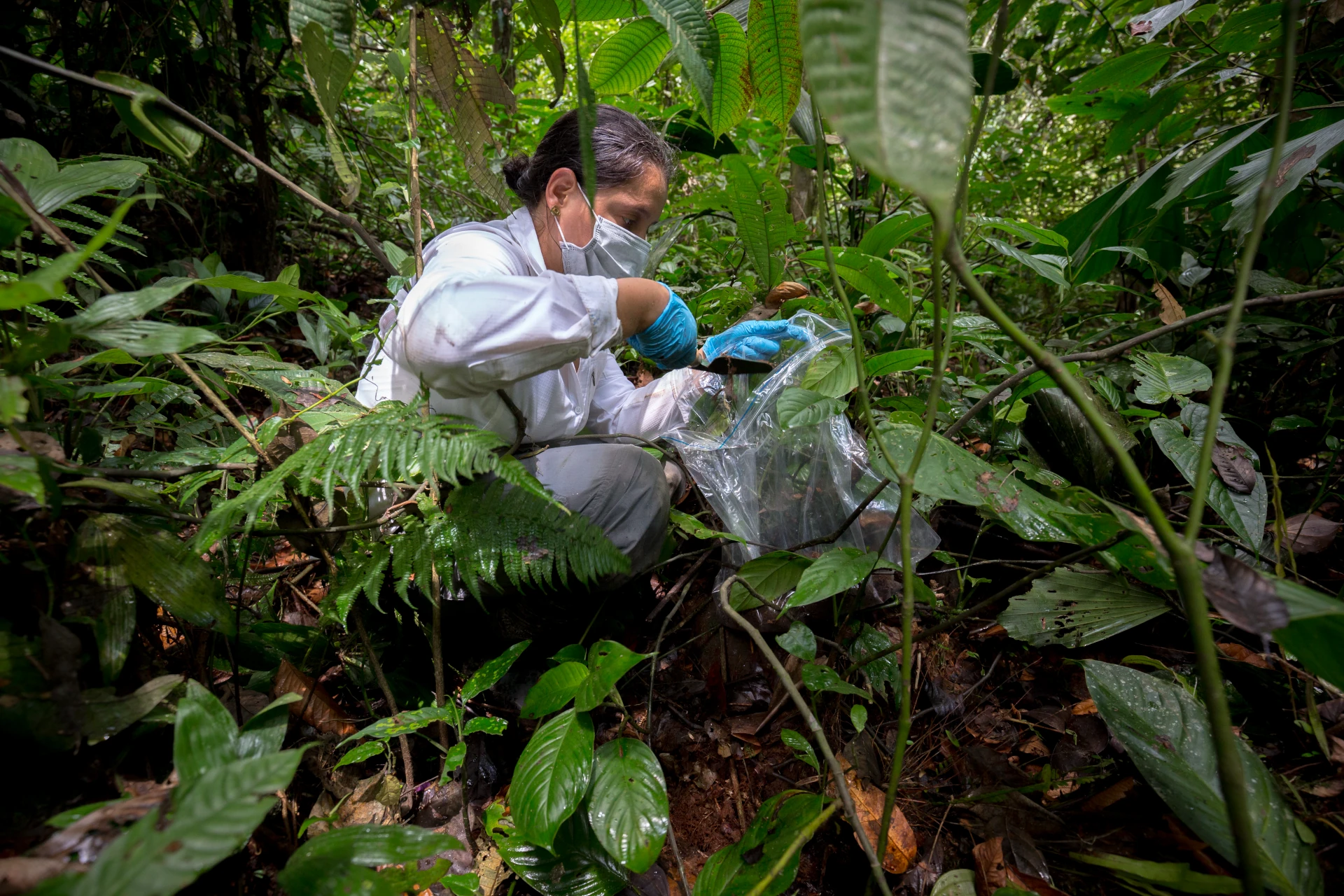 Colombia y el sur global serán protagonistas frente al manejo de la información sobre Biodiversidad mundial