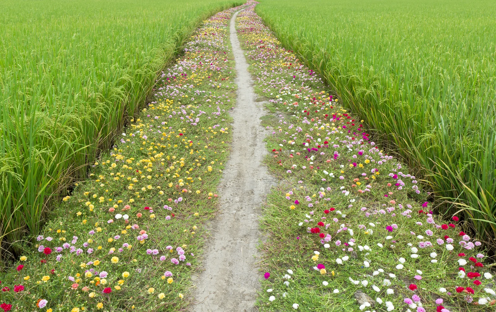 Noticias Intituto Humboldt