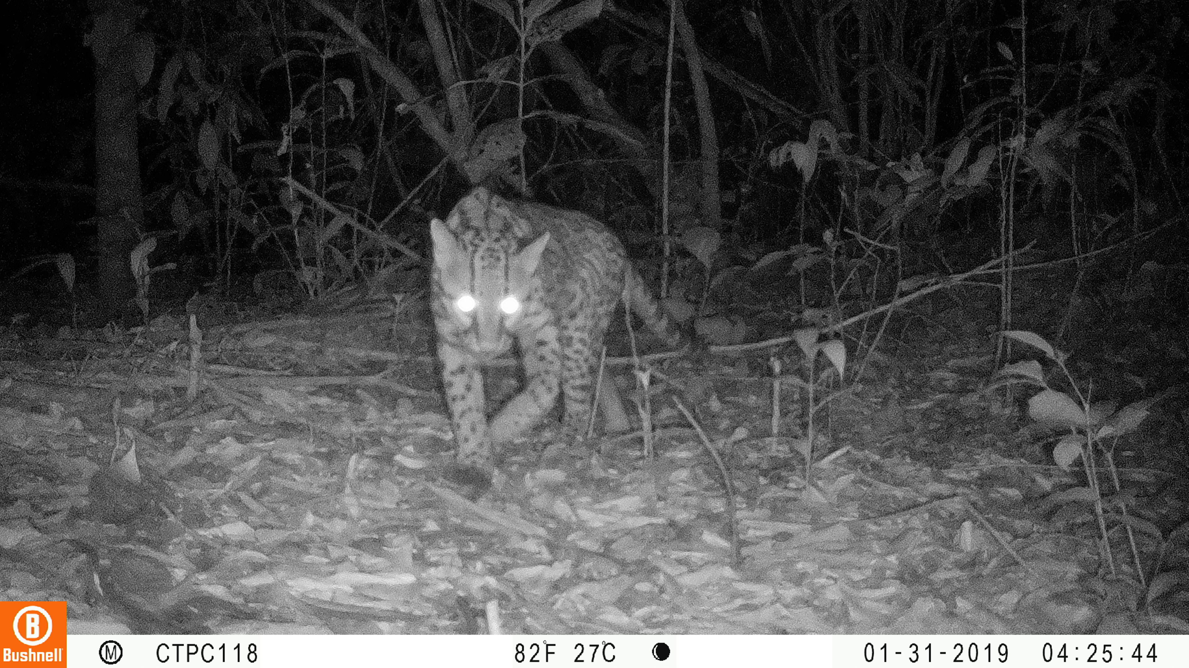 Colombia consolida red de cámaras trampa para conservar la biodiversidad