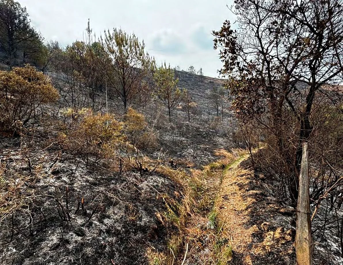 10 acciones clave que debes (y no debes) hacer después de un incendio forestal
