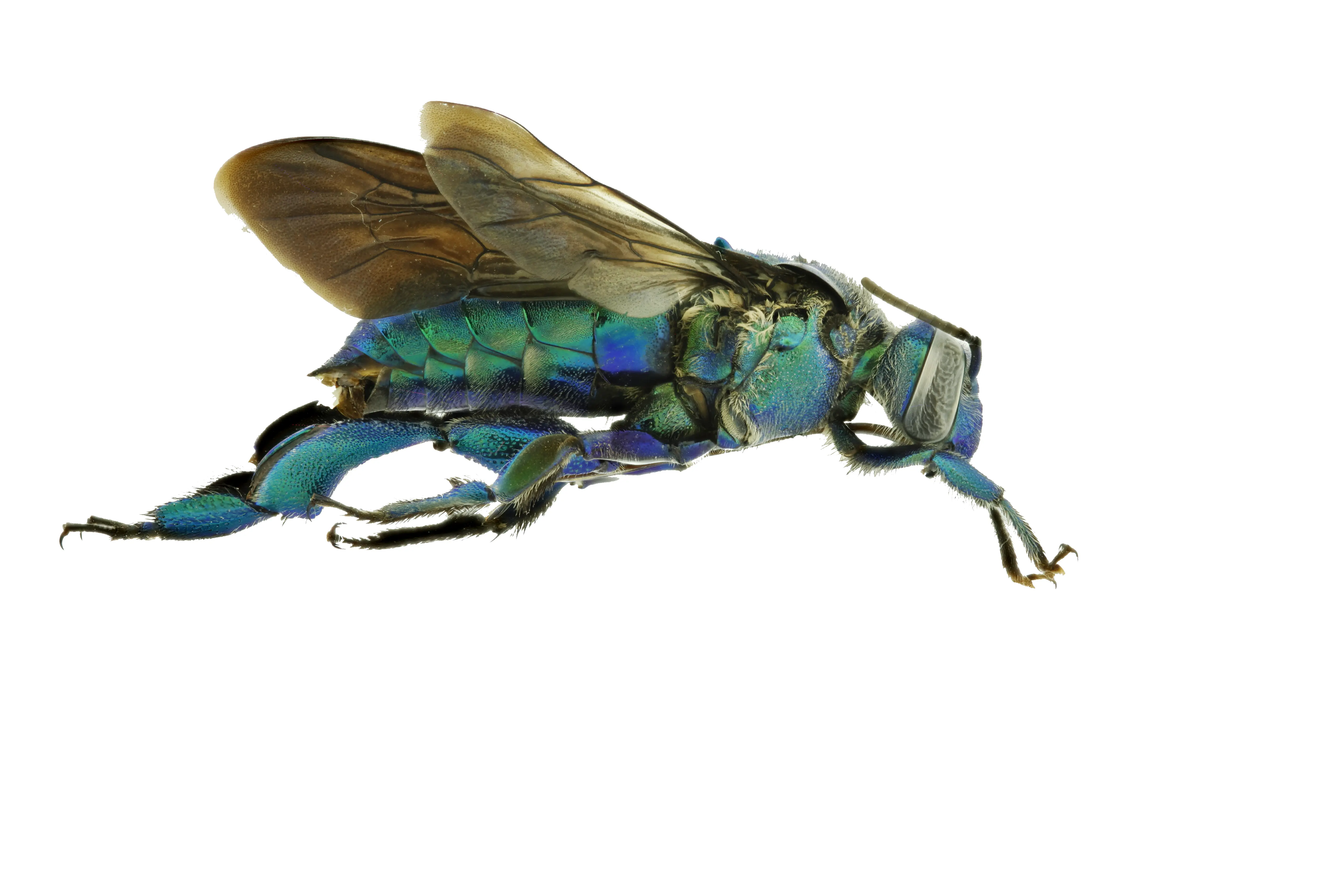 Colombia tiene más abejas de las que creía: 738 especies y contando...