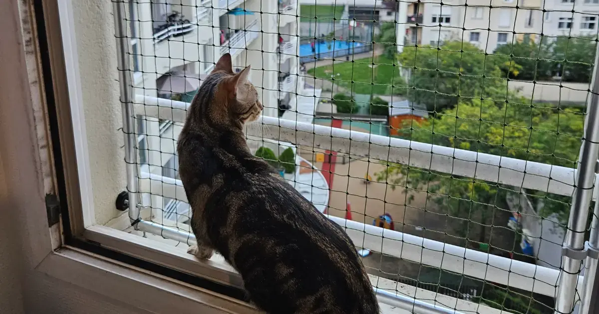 Chat jouant en toute sécurité derrière un filet de protection sur un balcon
