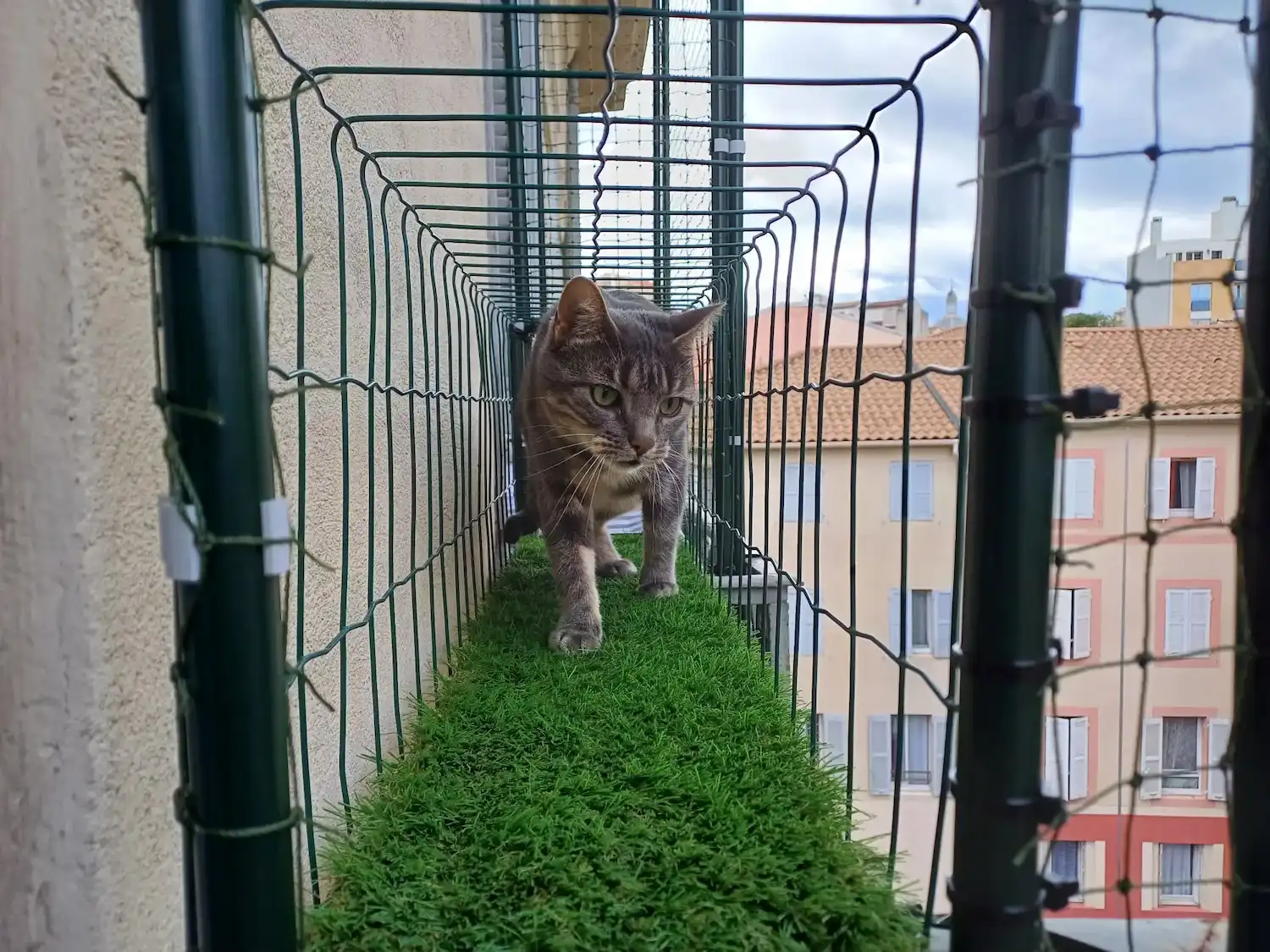 Chat gris marchant sur un tunnel protégé en filet avec un tapis vert, sur le côté d'un bâtiment en hauteur.