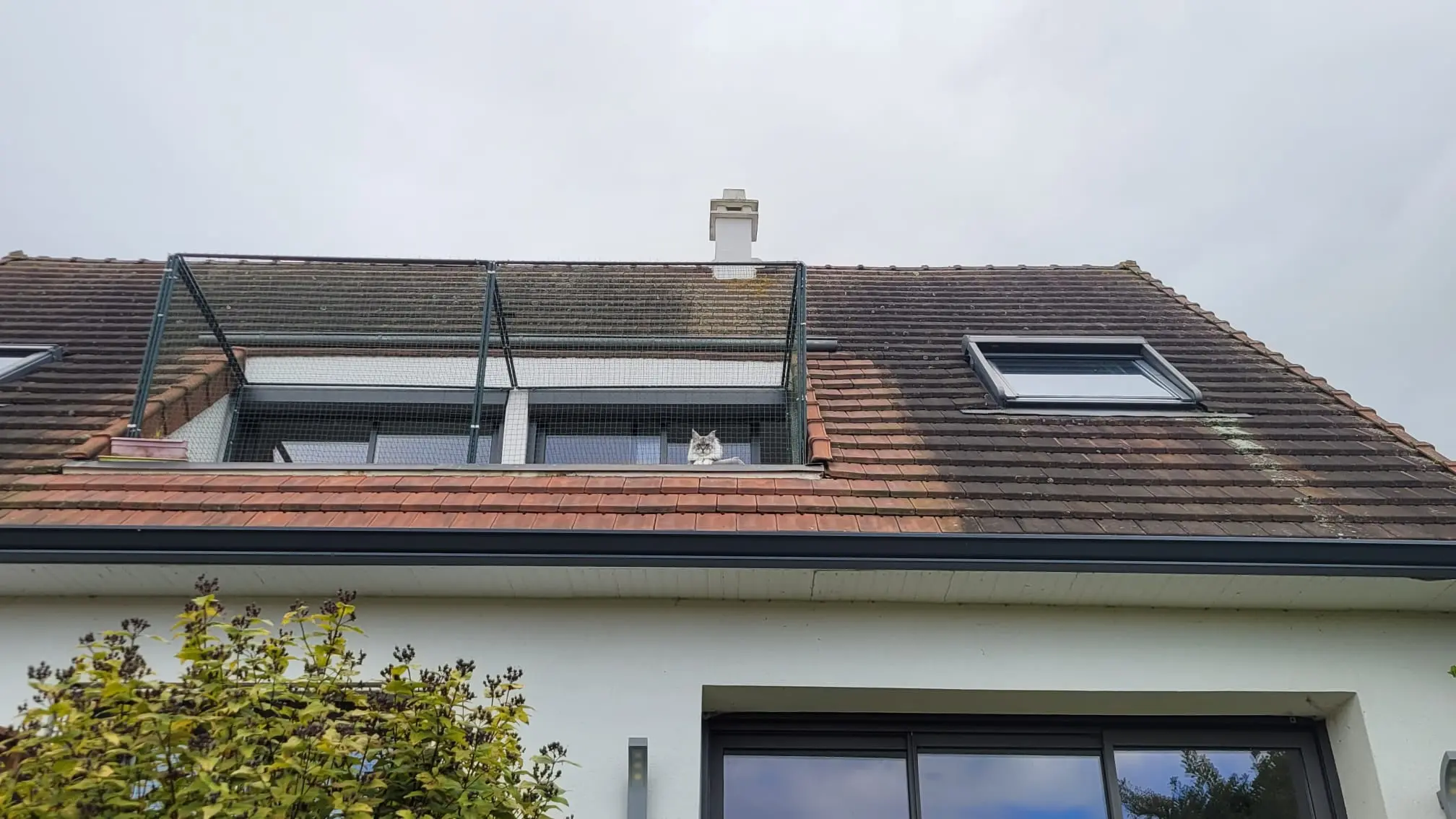 Chat blanc et gris assis sur un balcon avec filet de protection sur le toit d'une maison.