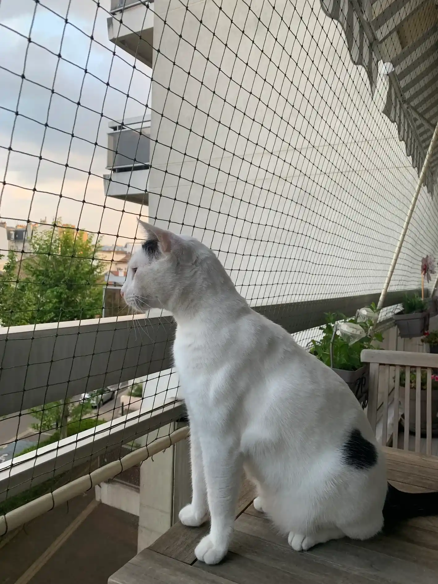 Chat blanc avec une tache noire assis sur une table en bois regardant à travers un filet de protection sur un balcon.