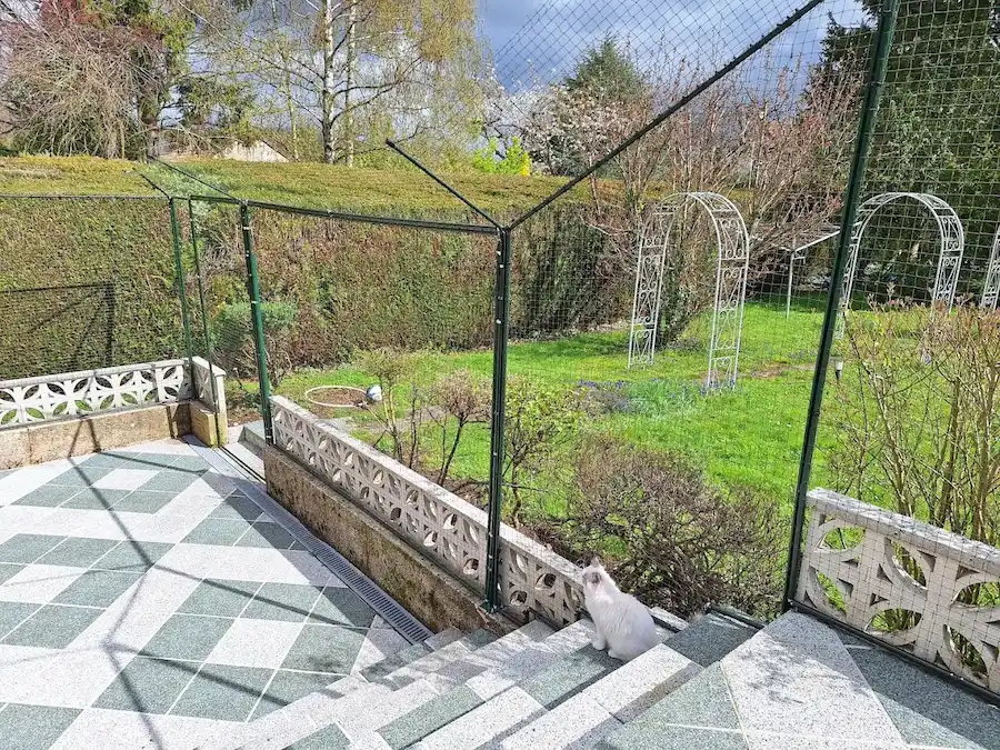 Un chat blanc assis sur des marches en pierre, regardant un jardin clôturé avec des arches métalliques et des haies.