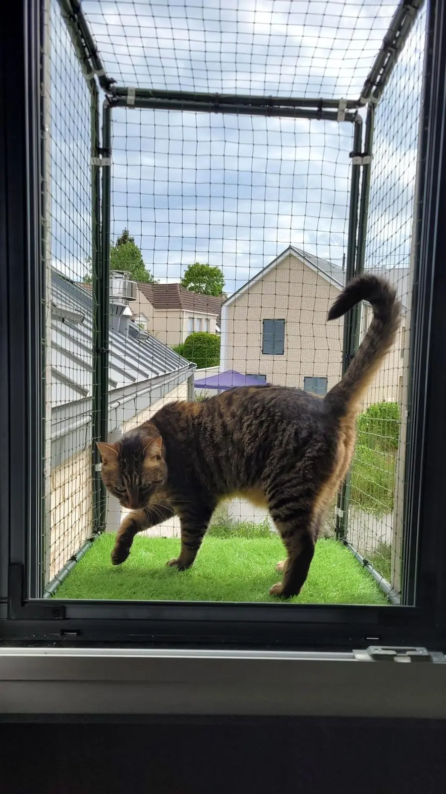 Chat tigré marchant sur une plateforme avec gazon artificiel, entouré d'un enclos à maillage visible depuis une fenêtre.