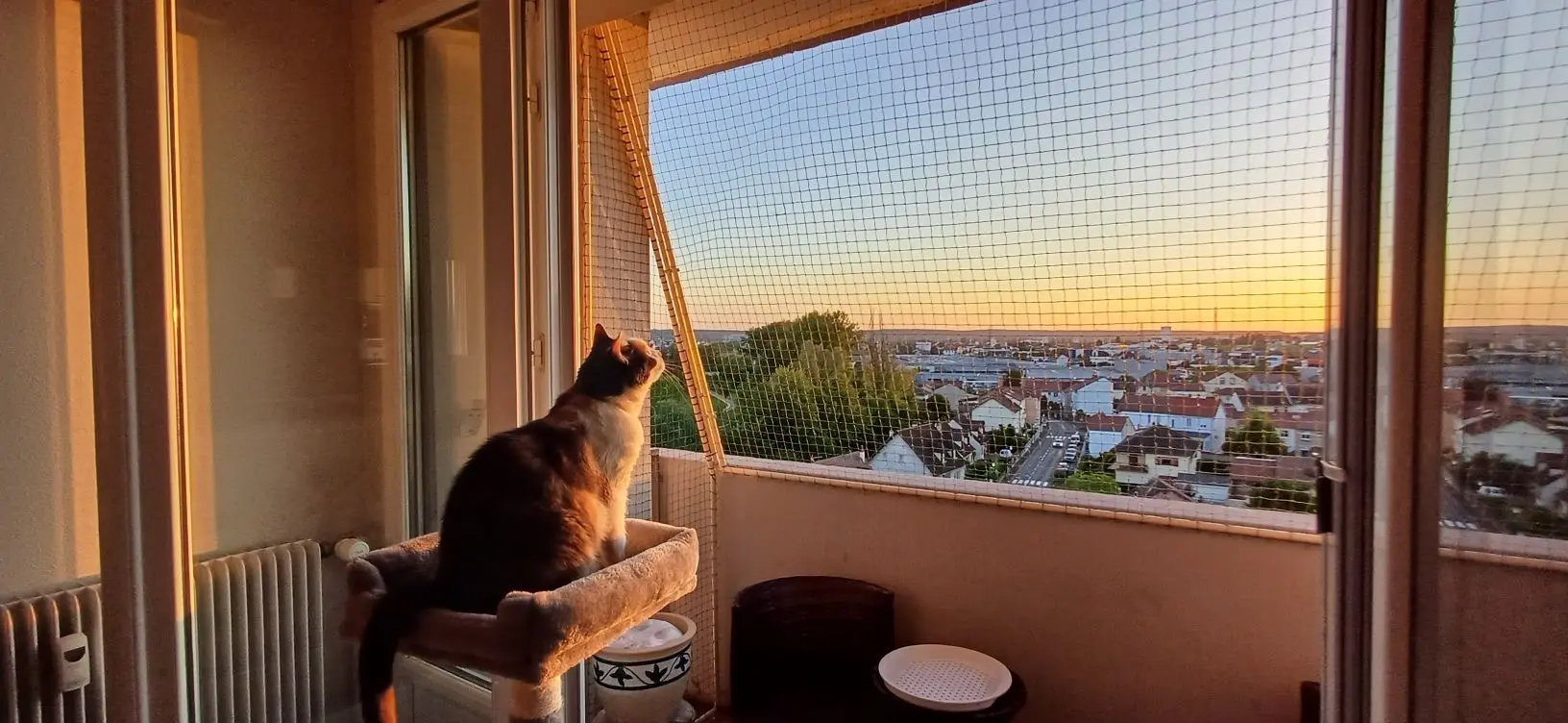 Chat assis sur un arbre à chat regardant par une fenêtre protégée par un filet vers une vue urbaine au coucher du soleil.