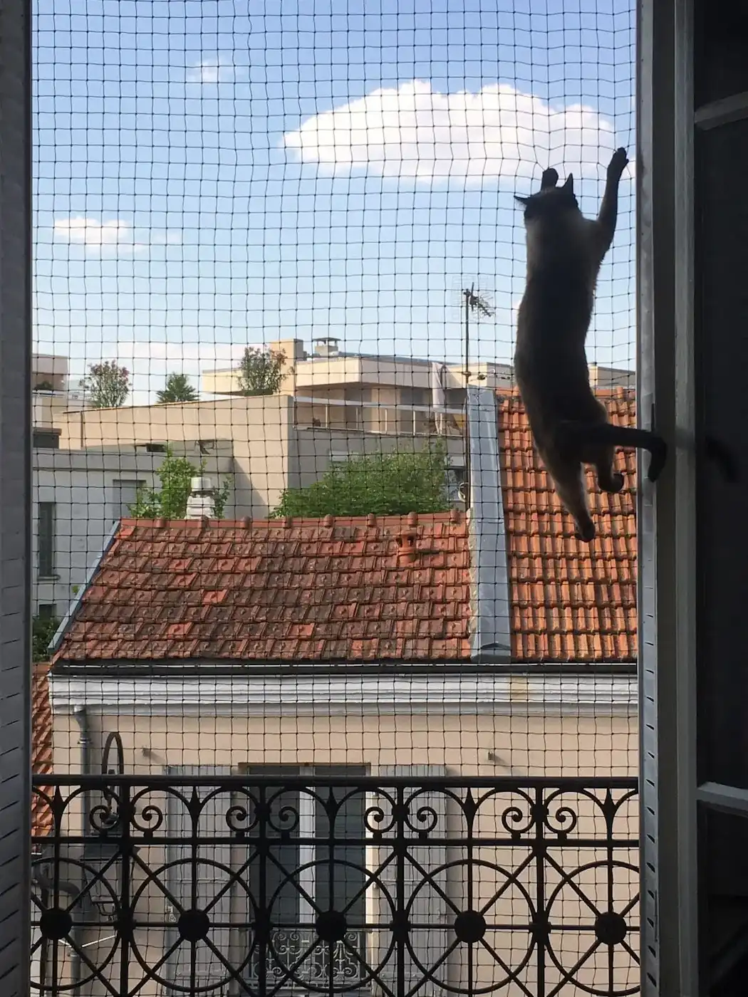 Chat suspendu en train de grimper un filet de sécurité devant une fenêtre ouverte avec vue sur des toits en tuiles rouges et un ciel bleu avec des nuages.