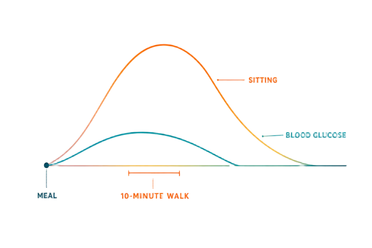 Two post-meal glucose curves showing a lower flatter rise after a ten minute walk