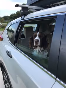 Dog Life