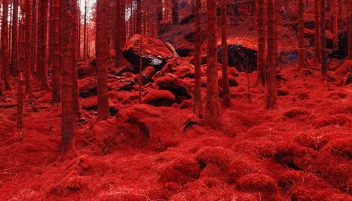 Moss covered forest floor edited with VSCO infrared preset IR1