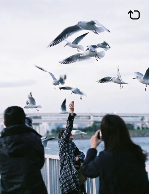 VSCO Repost icon on a photo of a woman on dock holding food up for flying birds while 2 people take pictures