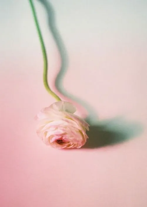 White flower green stem with a pinkish glow taken by photographer Zoie Kasper and reposted by the VSCO community