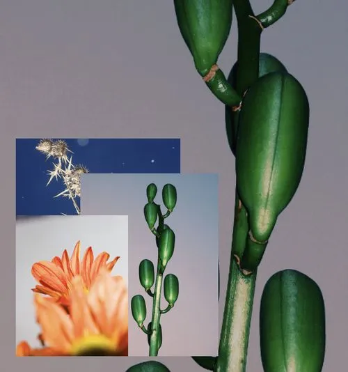 Photo collage of plants and flowers made with VSCO app