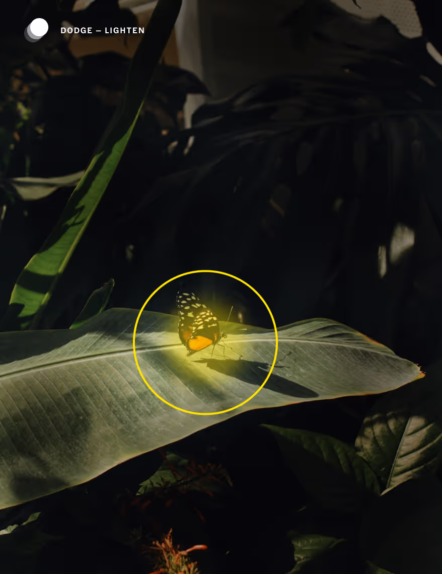 Dodge tool lightening photo of butterfly on a green leaf