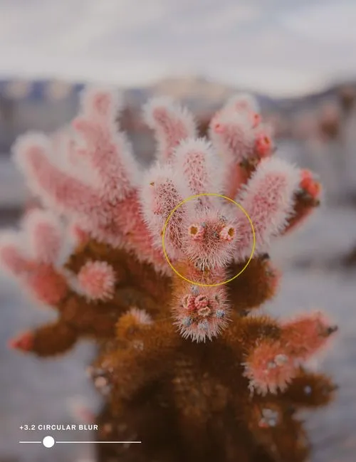Pink cactus with VSCO Blur circular selector and slider
