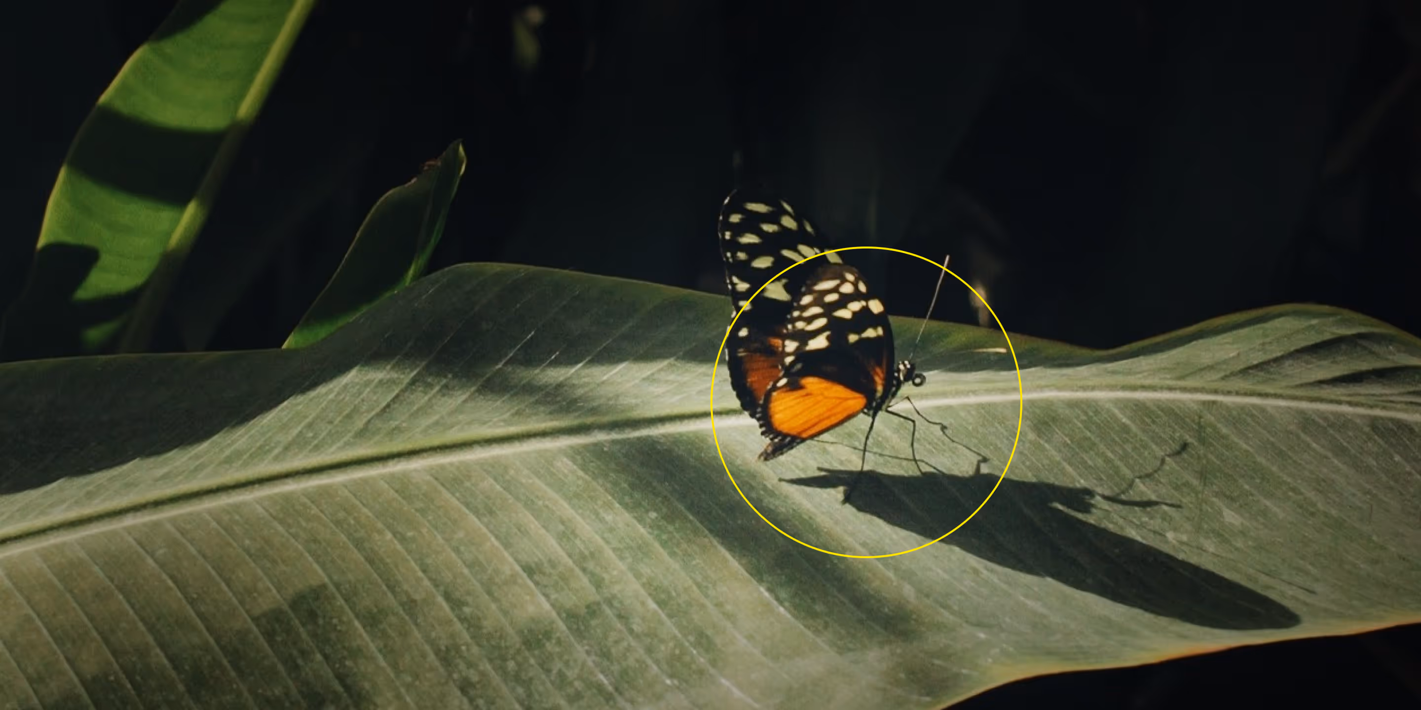 Dodge and Burn tool editing photo of a butterfly on a green leaf