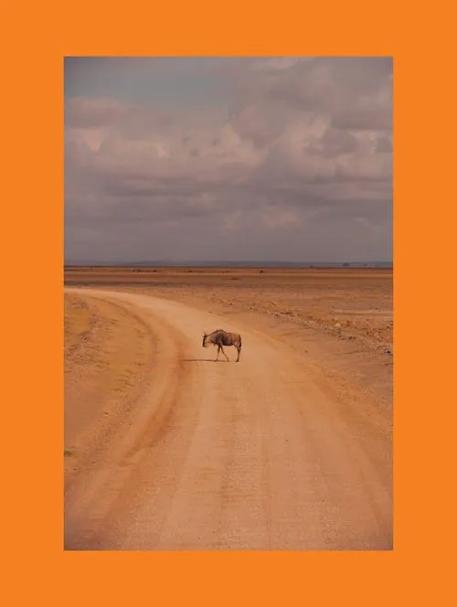 Animal crossing desert dirt road with an orange border added to the photo
