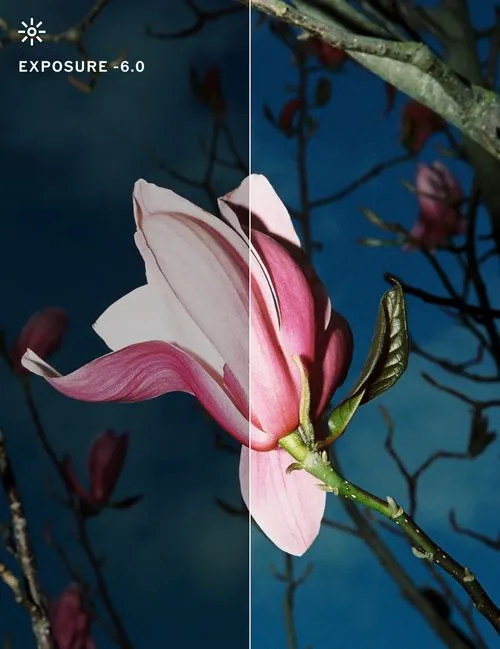 Flash photo of a pink flower and blue background darkened with photo exposure edits in VSCO photo editor