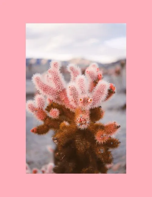 Pink cactus with pink image frame added with VSCO photo border editor