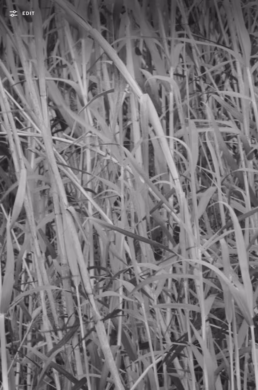 Film grain texture added to black and white photo of a grassy field