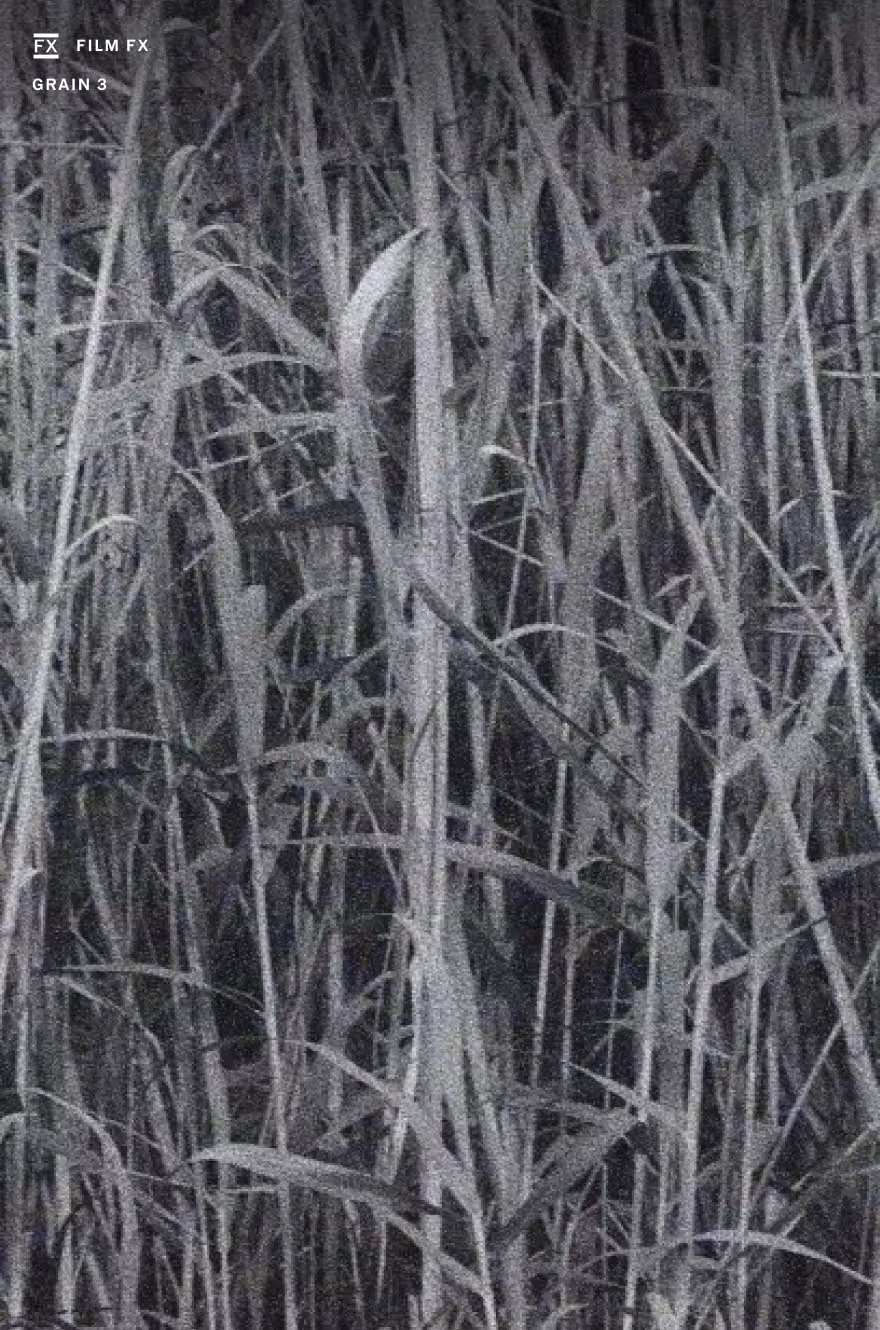 Tall grass field with film grain texture added using VSCO