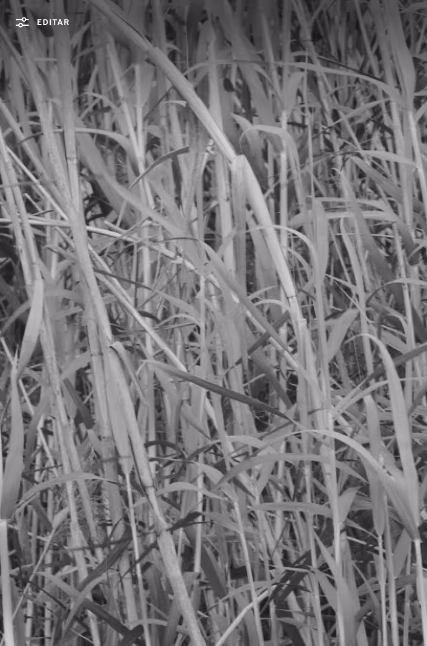 Editar grano