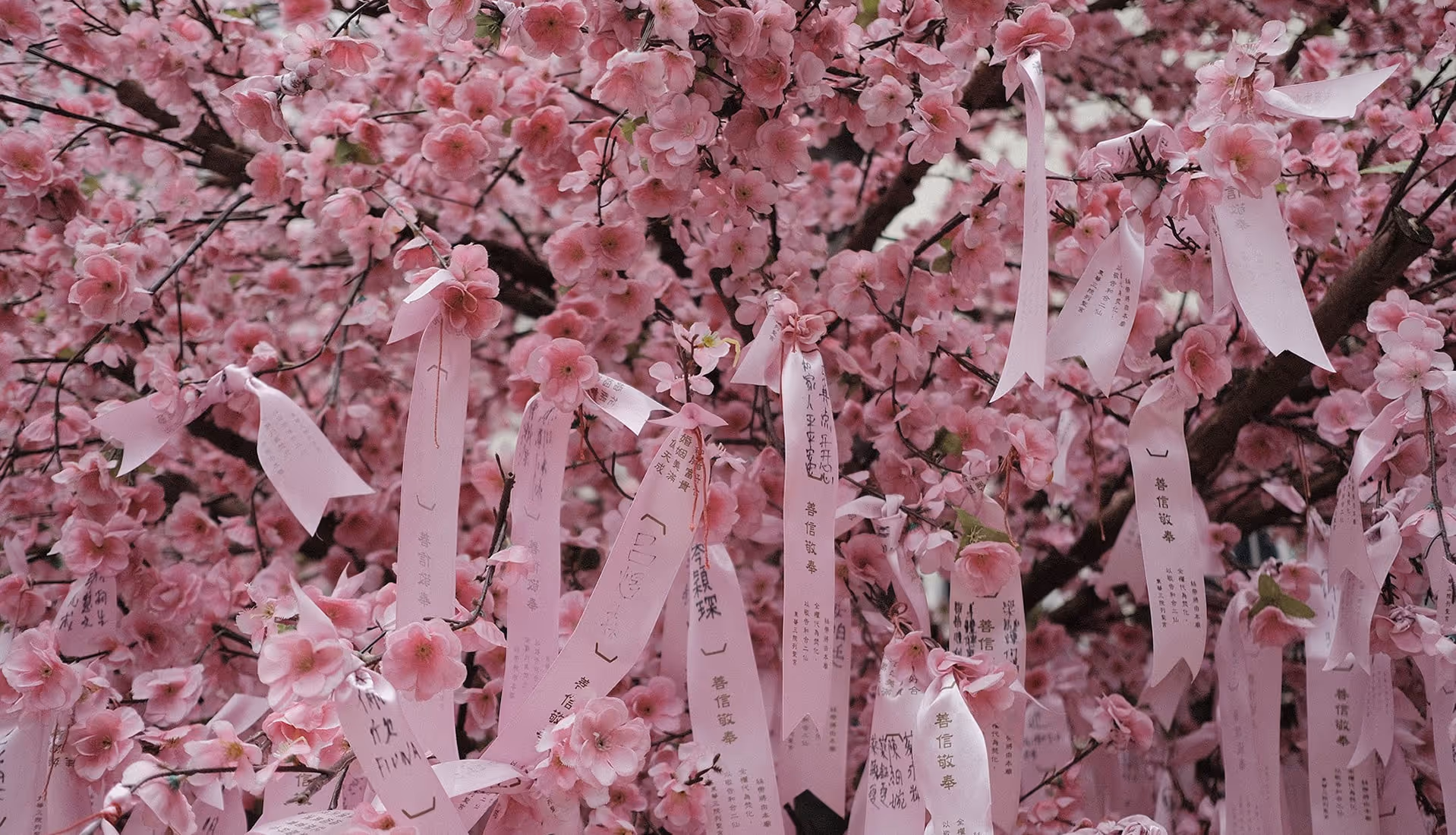 Cherry blossom photo by photographer Greg Lutze