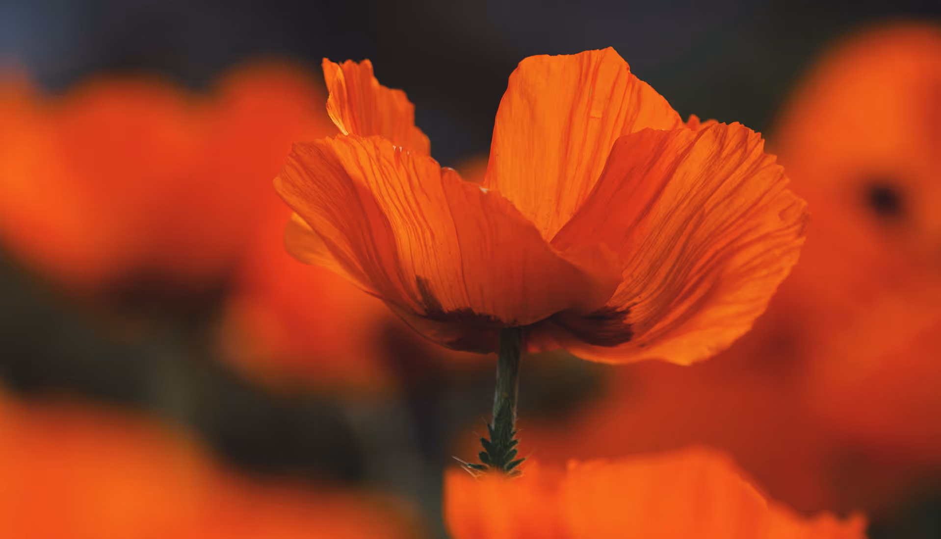 Red flower by photographer Sandra Linnell