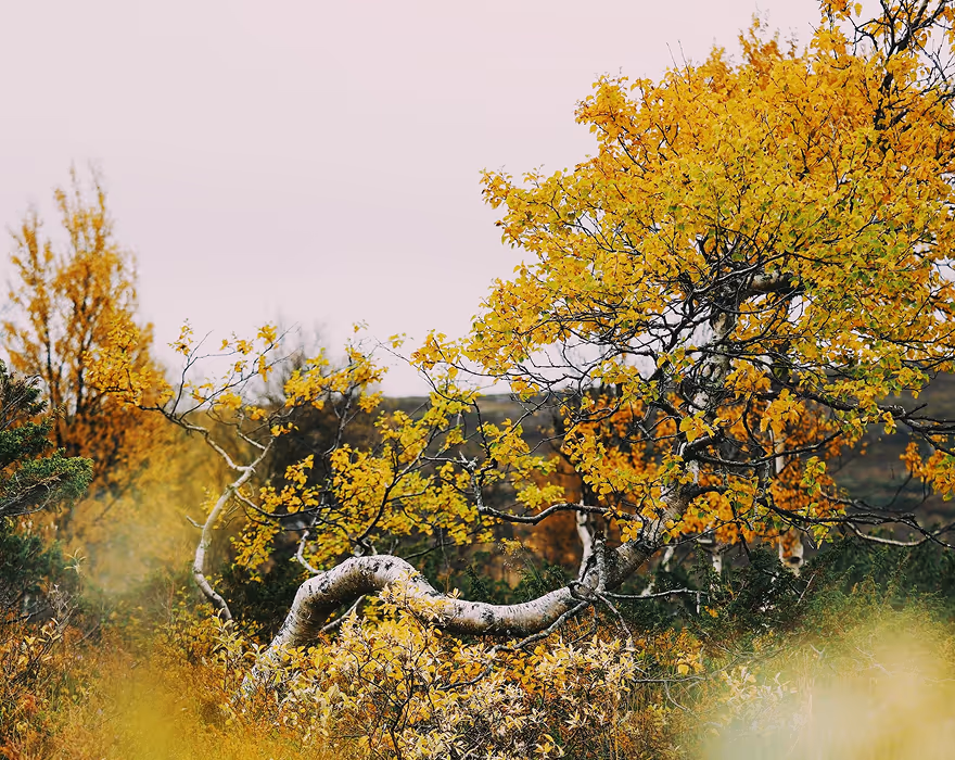 Fuji Superia 100 preset (FS1)