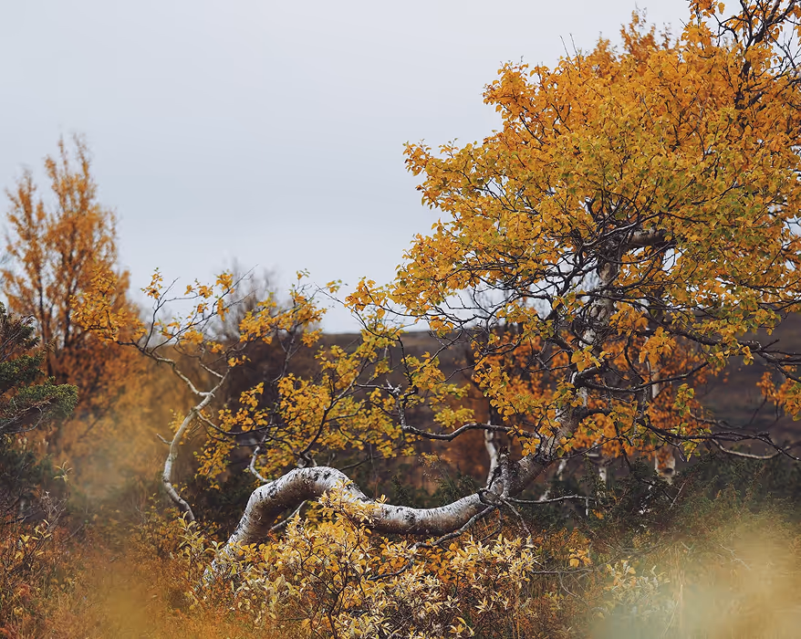 Yellow leaf tree