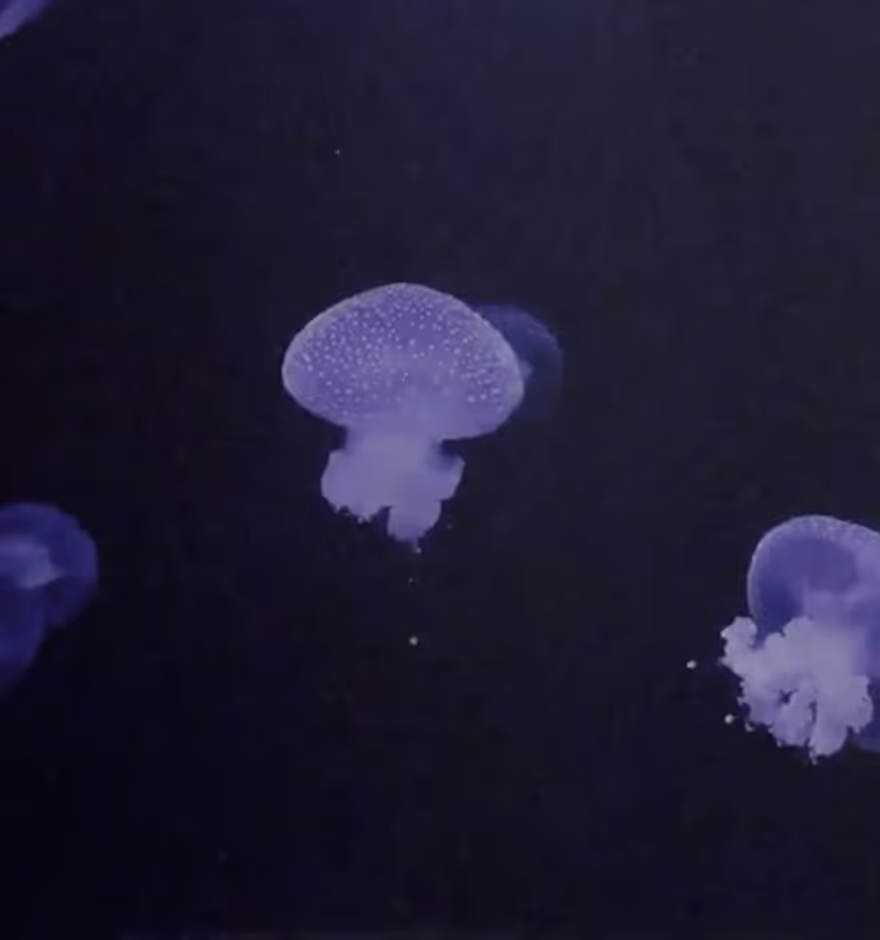 Video effects