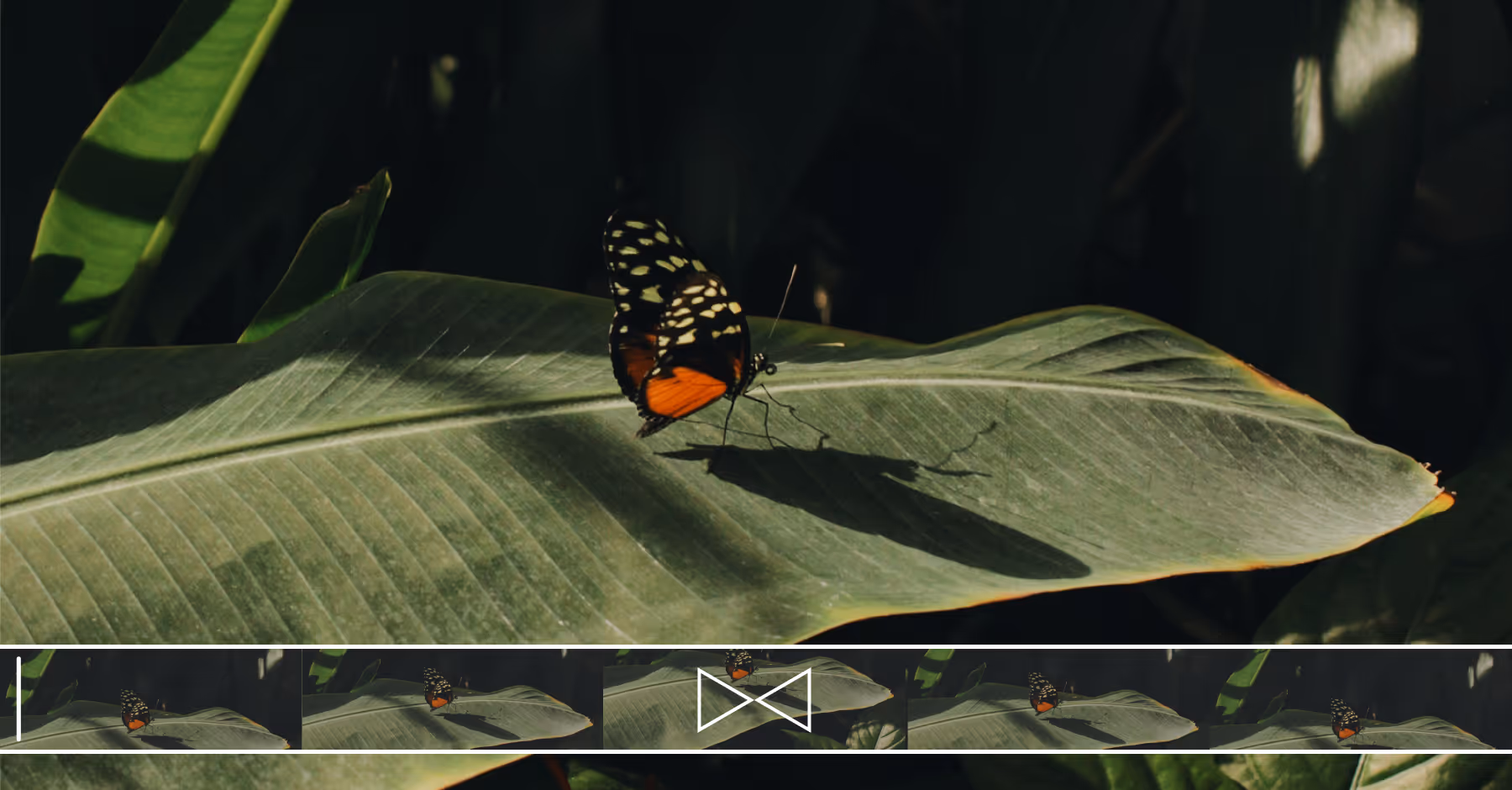 Black and orange butterfly with white spots resting on a large green leaf, casting a shadow with video loop UI overlaid.