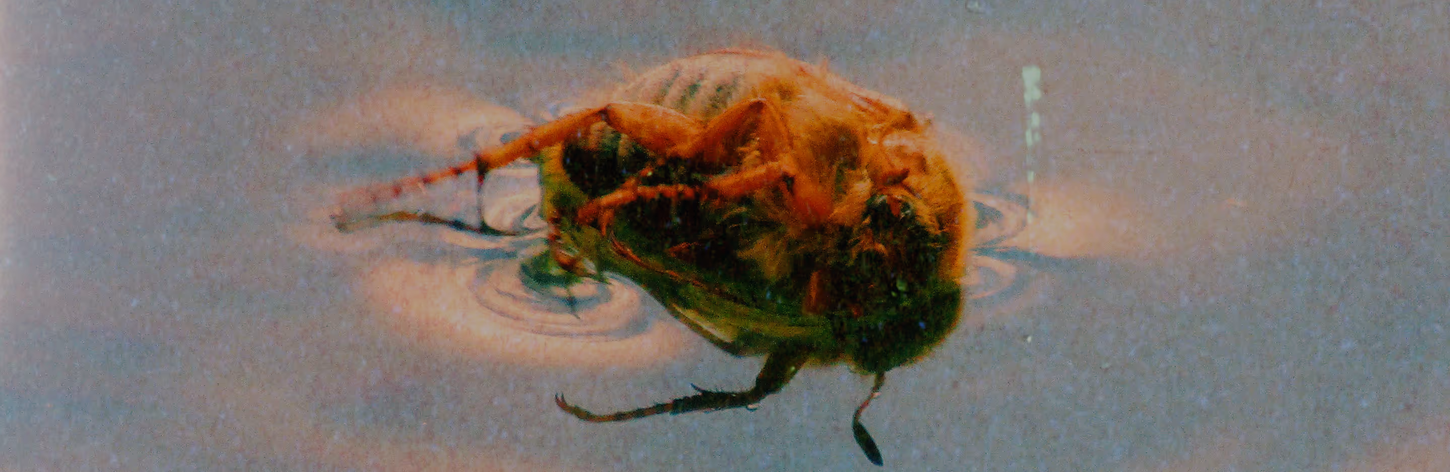 Expired film effects on close-up of a small insect floating on water with visible ripples.