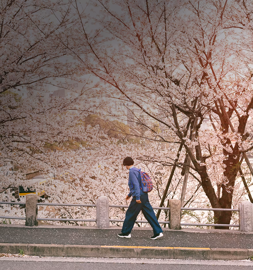 Film effect applied to person walking along a sidewalk beside blossoming cherry trees with pink flowers in spring.
