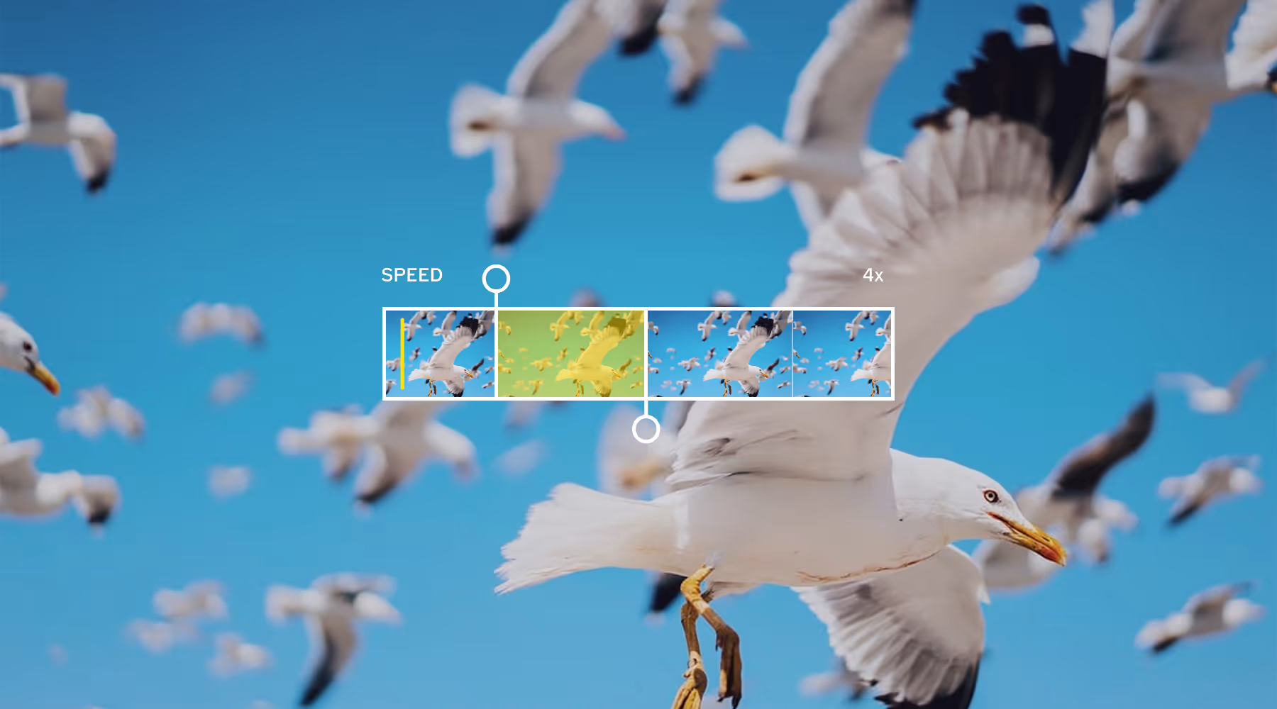 Close-up of a seagull in flight with a video editing timeline overlay showing speed adjustment at 4x.