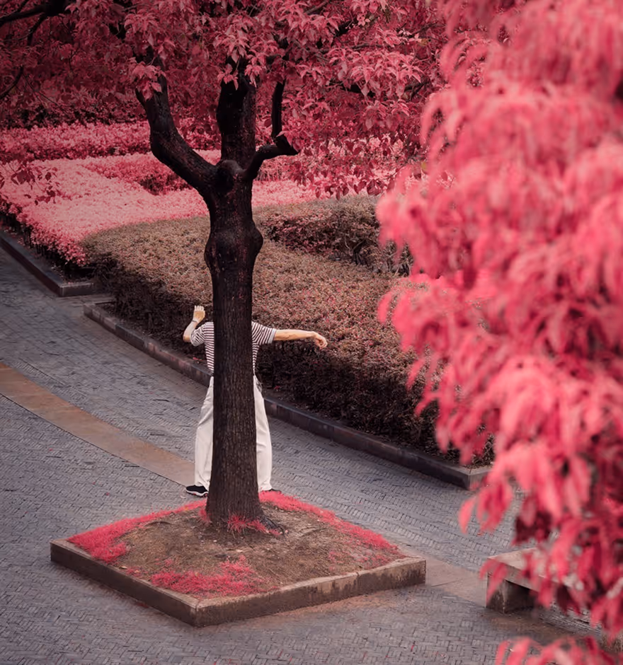 Person standing behind a tree with only arms and legs visible, surrounded by saturated vibrant pink foliage in a landscaped garden.