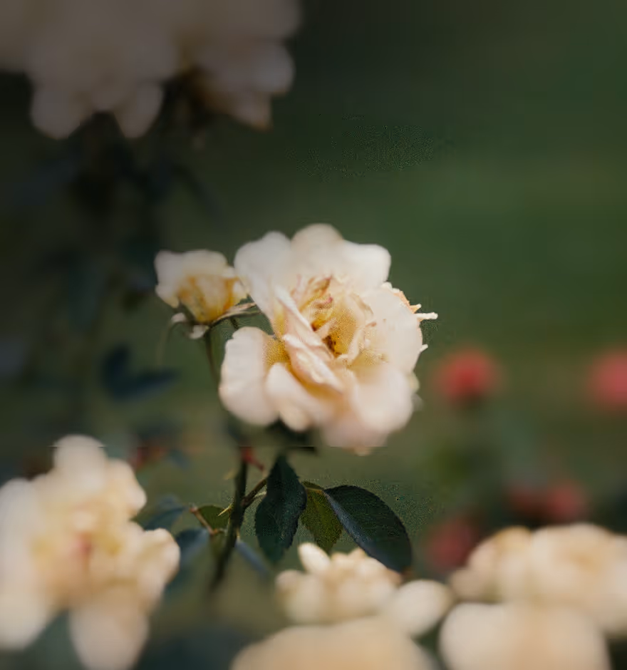 Close-up of pale yellow roses with green leaves against a blurred green background.