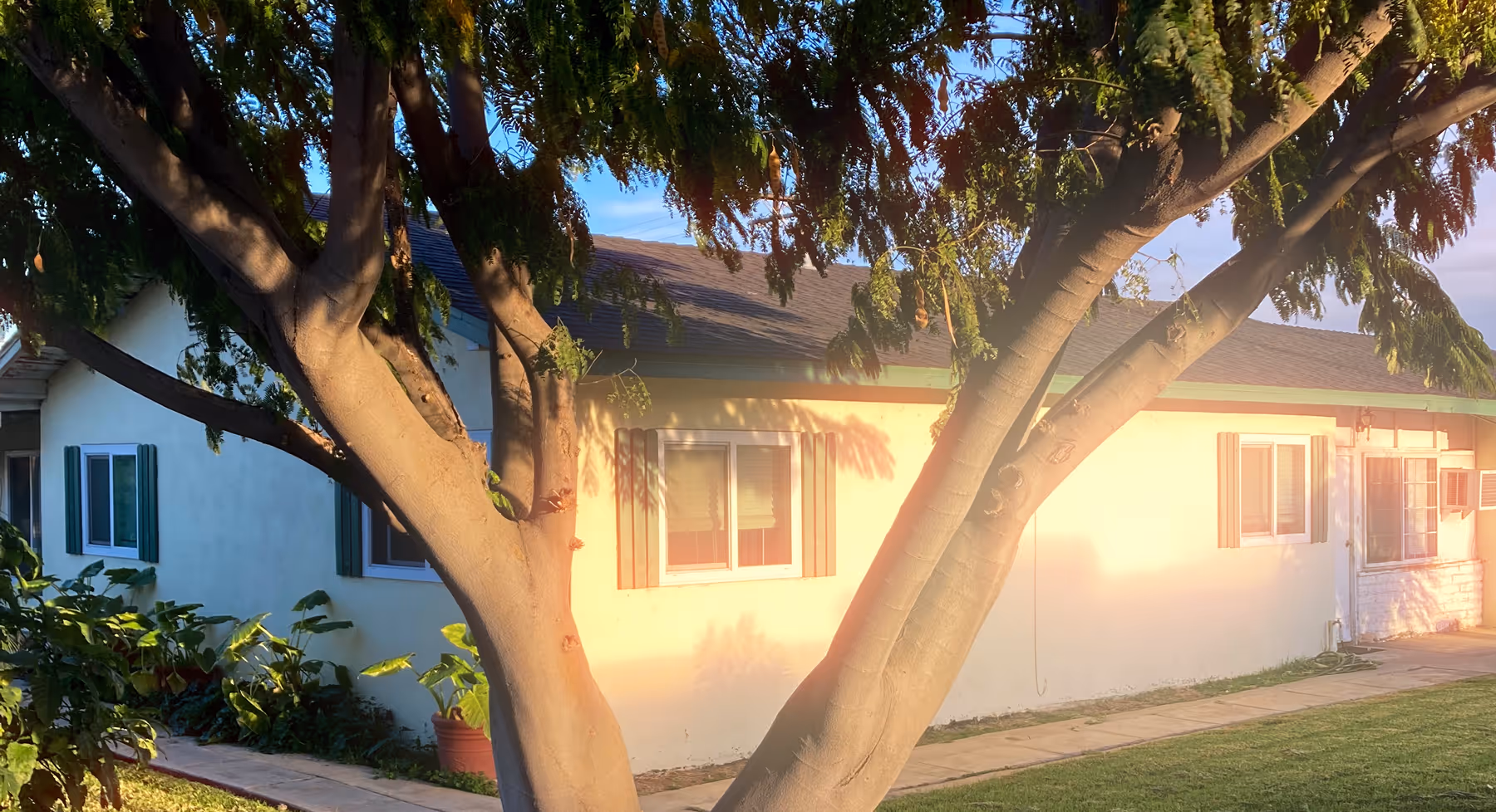 Dreamlike hazy image of sunlit tree with thick branches in front of a single-story house with white walls and green shutters.