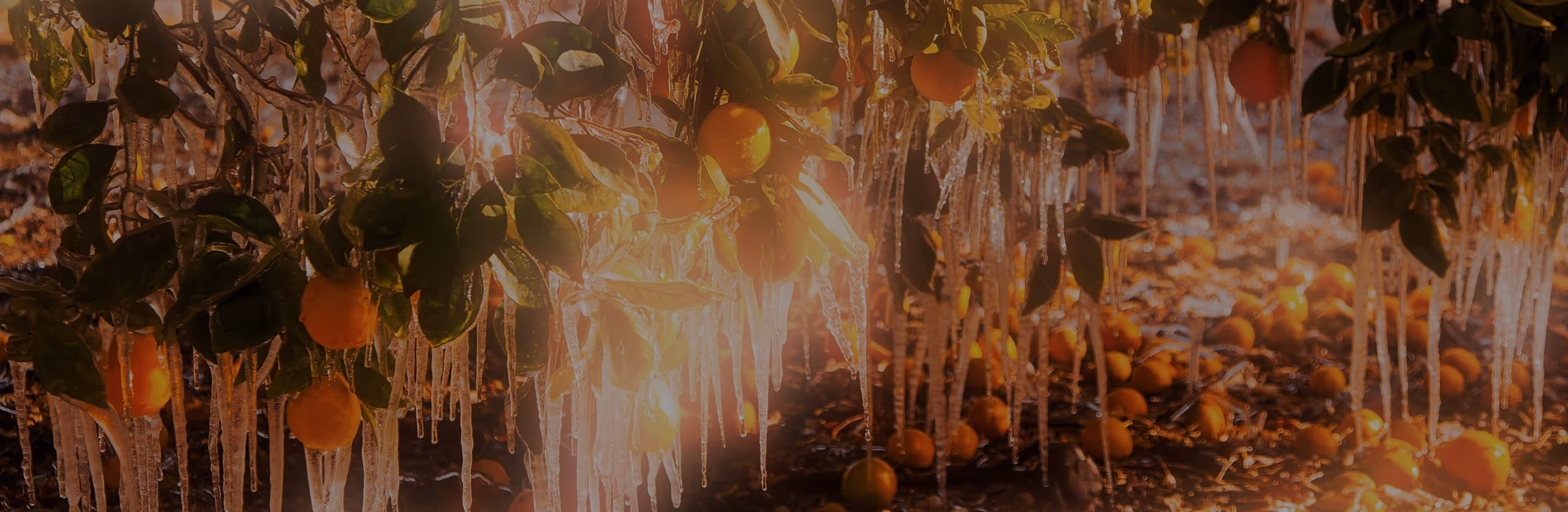 Dreamy effect on orange trees with icicles hanging from branches and fallen oranges on frozen ground.