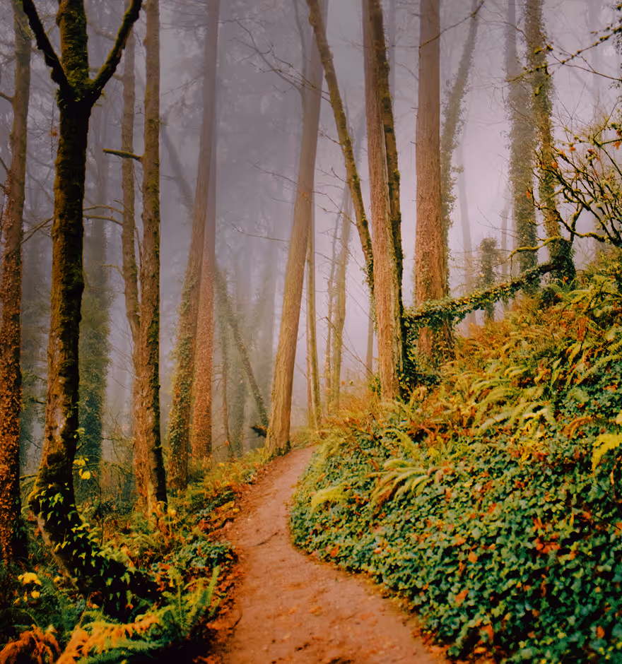 Film filter on foggy forest path winding through tall moss-covered trees and dense green foliage.