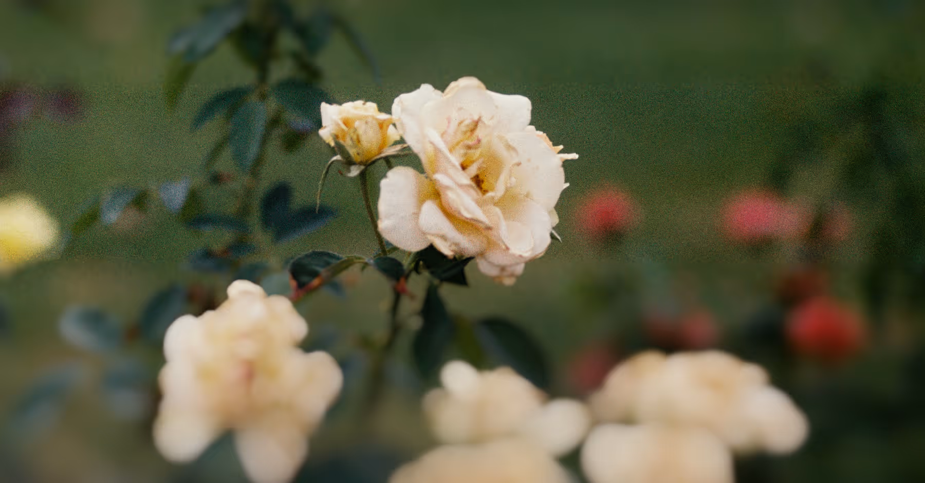 Close-up of pale yellow roses with green leaves and blurred garden background.