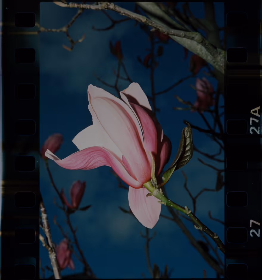 Close-up of a pink magnolia flower blooming against a blue sky with branches in the background, framed by film strip edges.